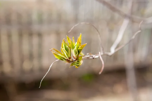 The first foliage. Spring. — Stock Photo, Image