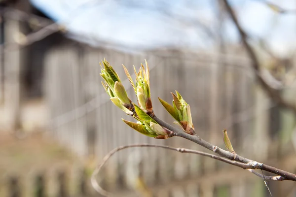 De eerste bladeren. Lente. — Stockfoto