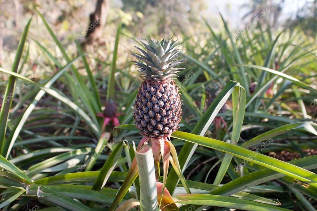 Pineapple on a wild bush. — Stock Photo © dkphoto24 90514336