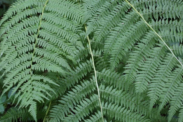 Piękne Zielone Paprocie Liście Zielone Zbliżenie Pięknych Rosnących Paproci Lesie — Zdjęcie stockowe
