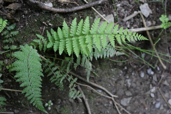 Mooie Groene Varens Bladeren Groen Gebladerte Sluiten Van Prachtige Groeiende — Stockfoto