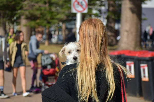 Sydney Australia Maggio 2019 Sydney Australia Maggio 2019 Cagnolino Sulla — Foto Stock