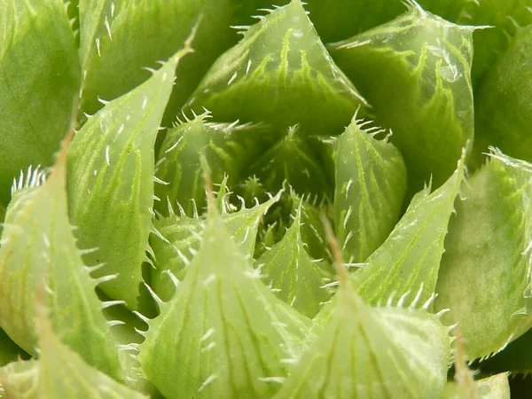 Närbild Skott Växande Växter Grönska Perfekt För Bakgrund — Stockfoto