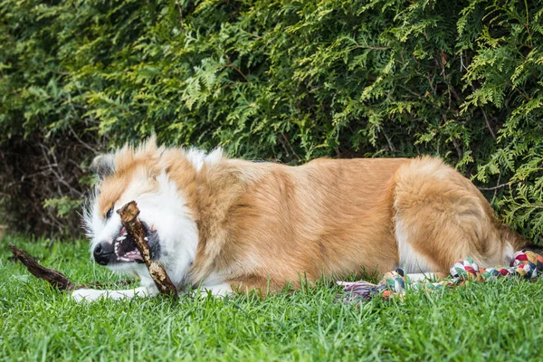 Close Cão Fofo Mastigar Pau Enquanto Estava Deitado Grama Durante — Fotografia de Stock