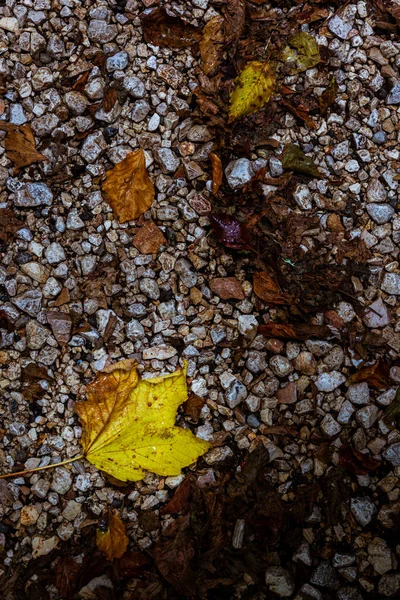 Een Verticaal Shot Van Kleine Steentjes Gedroogde Bladeren Grond Herfst — Stockfoto