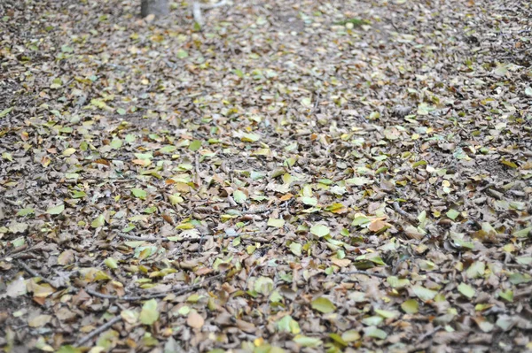 Tiro Ângulo Alto Folhas Caídas Cobrindo Chão Floresta — Fotografia de Stock