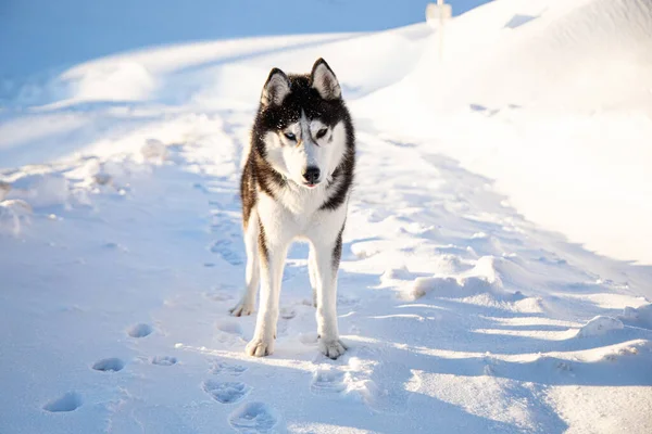 Perro Husky Siberiano Paisaje Nevado Durante Invierno —  Fotos de Stock