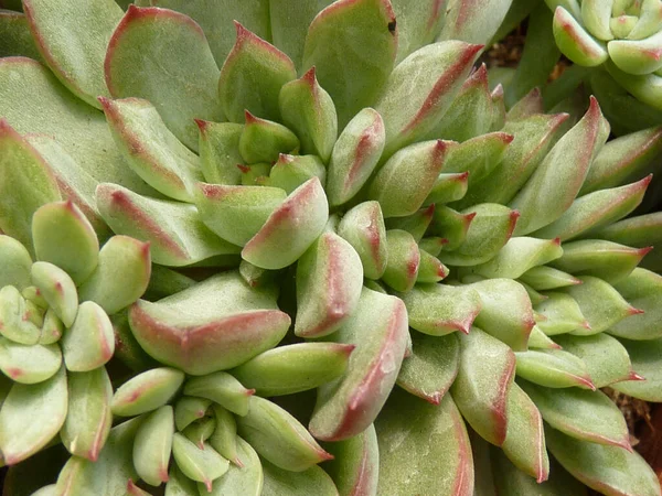 Eine Nahaufnahme Von Wachsenden Pflanzen Grünen Perfekt Für Den Hintergrund — Stockfoto