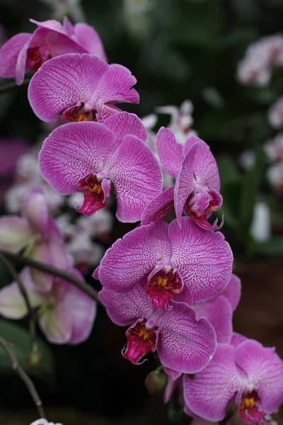 Цветущие Розовые Цветы Орхидеи — стоковое фото