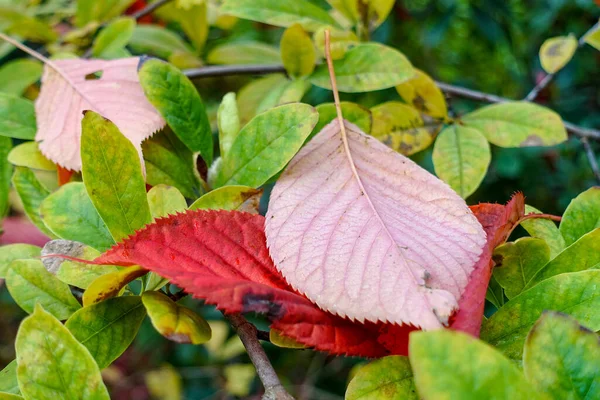 Eine Nahaufnahme Von Farbenfrohen Fallenden Blättern Herbst — Stockfoto