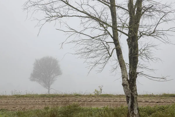 前面是一片朦胧的白桦树景象 白雾弥漫 远处是一棵小树 被一条土路后面雾蒙蒙的空气遮掩着 — 图库照片