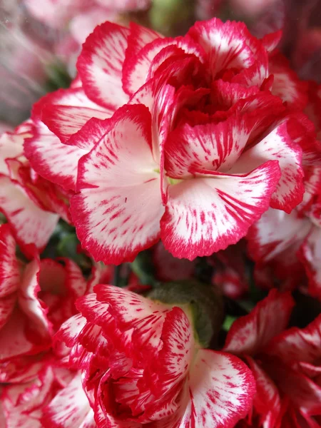 Tiro Macro Vertical Buquê Flores Florescentes — Fotografia de Stock