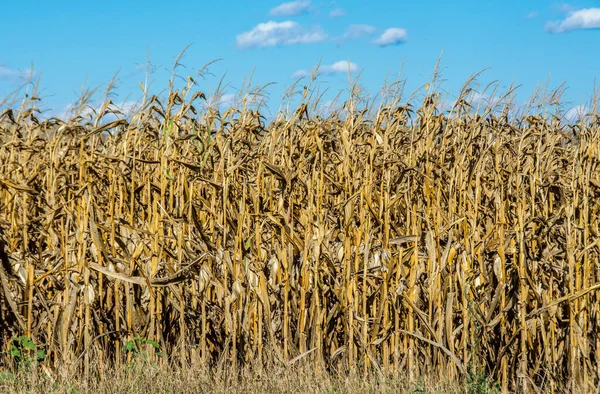 青空を背景に乾燥したトウモロコシ畑の美しいショット — ストック写真