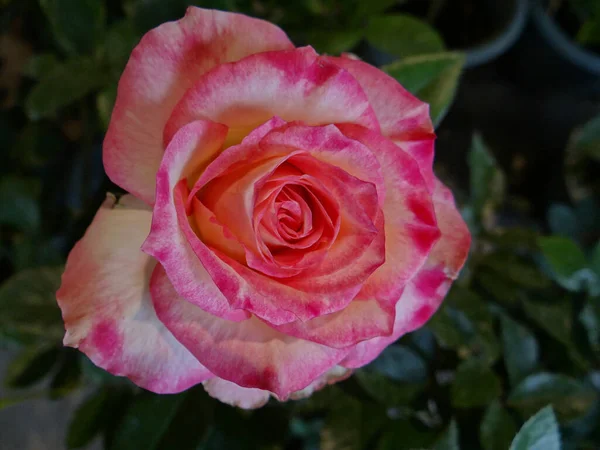 Primer Plano Una Hermosa Rosa — Foto de Stock