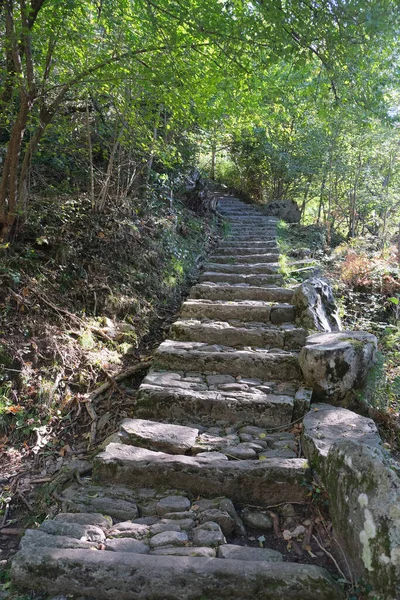 Ormandaki Eski Taş Merdivenlerin Dikey Çekimi — Stok fotoğraf