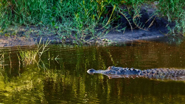 Een Closeup Van Een Alligator Wachtend Een Vogel Grijpen — Stockfoto