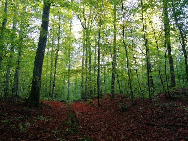 Una Bella Vista Alberi Alti Una Foresta Larvik Norvegia — Foto Stock