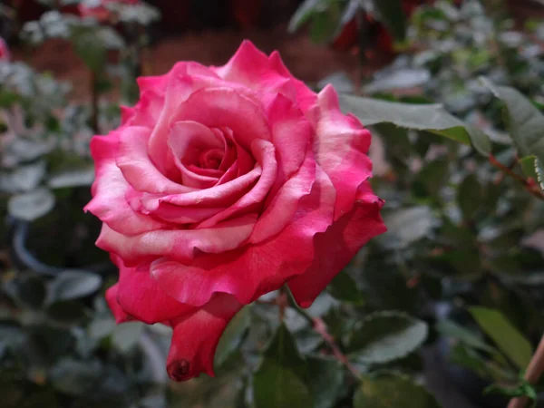 Eine Nahaufnahme Einer Schönen Rosa Rose — Stockfoto