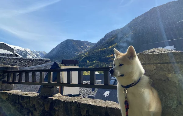 Complicité Entre Automne Neige Avec Bon Ami — Photo