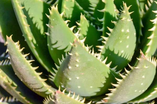 Närbild Tropisk Kaktus — Stockfoto
