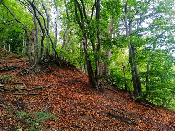 波兰Gdynia Orlowo悬崖上的高大绿树 — 图库照片