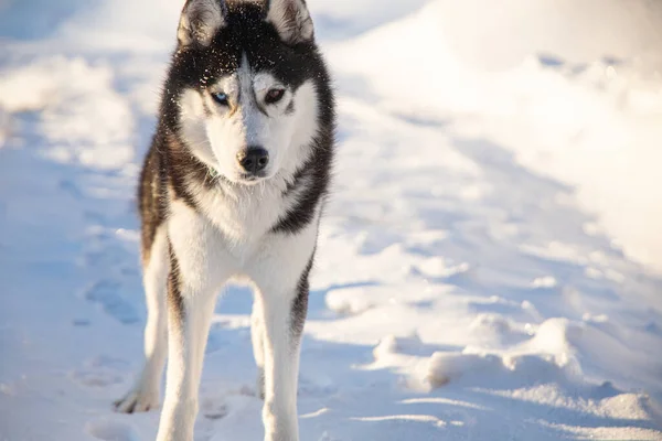Kış Boyunca Karlı Arazide Sibirya Köpeği — Stok fotoğraf