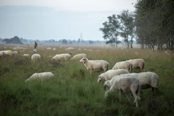 Manada Ovejas Brezo Páramo Paisaje Pastoreo Amanecer Día Nublado Con —  Fotos de Stock