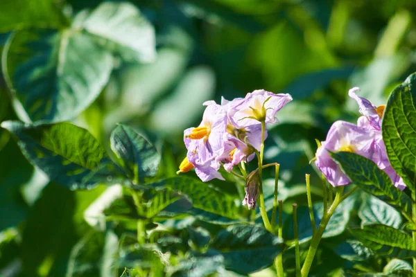 Närbild Vackra Lila Blommor — Stockfoto