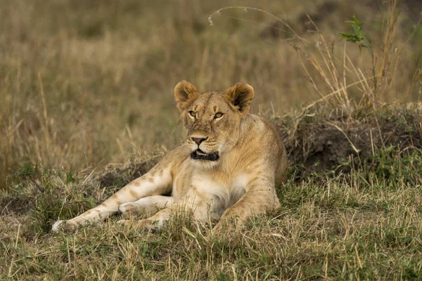 Closeup Shot Lioness — Stock Photo, Image