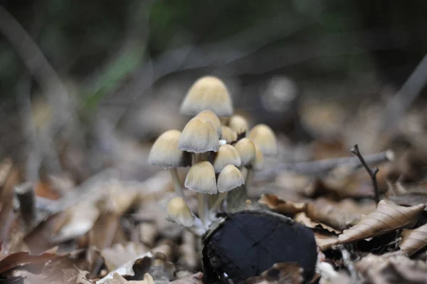 Foco Suave Grupo Cogumelos Brancos Selvagens Soalho Florestal — Fotografia de Stock