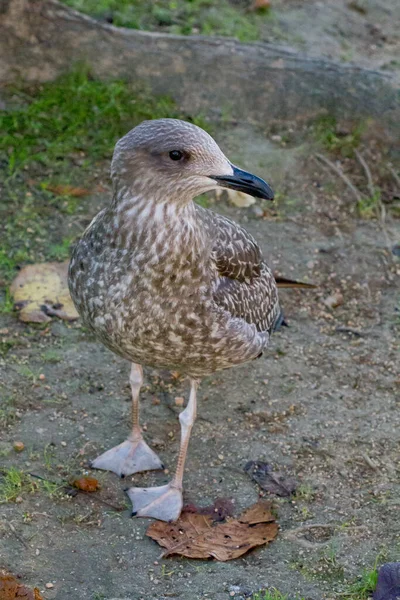 Eine Vertikale Aufnahme Eines Larus Fuscus Oder Einer Kleineren Schwarzrückenmöwe — Stockfoto