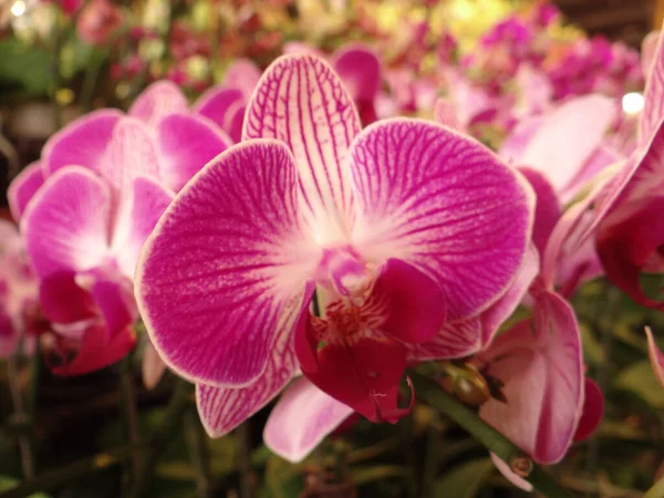 Closeup Shot Blooming Orchid Flowers Greenery — Stock Photo, Image
