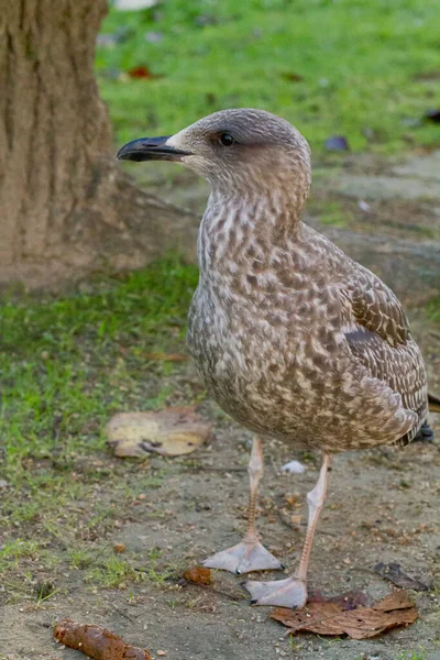 Eine Vertikale Aufnahme Eines Larus Fuscus Oder Einer Kleineren Schwarzrückenmöwe — Stockfoto