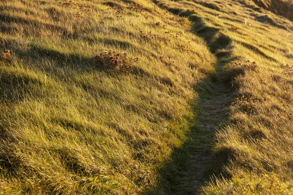 Ein Schmaler Pfad Einem Feld Gras Unter Dem Sonnenlicht — Stockfoto