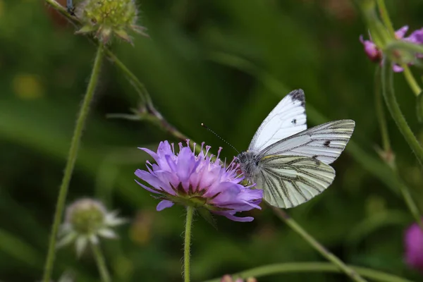 Макроснимок Черной Вены Белой Бабочки Цветке — стоковое фото