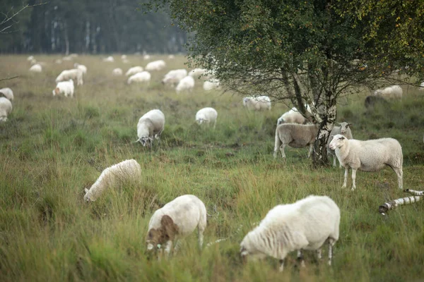 Campo Páramo Brezo Paisaje Con Ovejas Pastando Amanecer Día Nublado — Foto de Stock