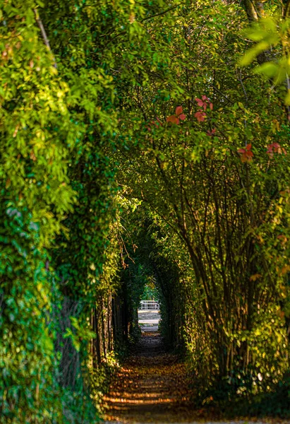 Вертикальный Снимок Аллеи Растительным Туннелем — стоковое фото