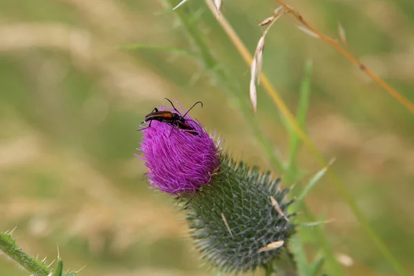 Escarabajo Bigote Marrón Una Flor Cardo —  Fotos de Stock