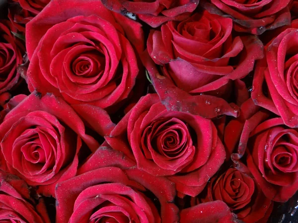 Closeup Shot Blooming Beautiful Roses Bouquet — Stock Photo, Image