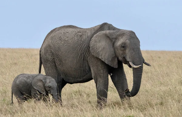 Een Close Shot Van Afrikaanse Olifanten Een Veld — Stockfoto