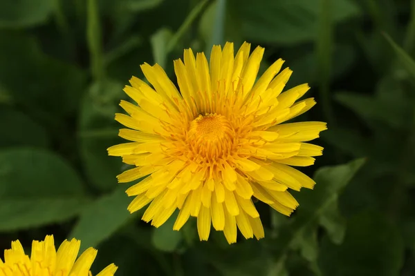 Uma Bela Foto Dente Leão Amarelo Plena Floração Jardim — Fotografia de Stock