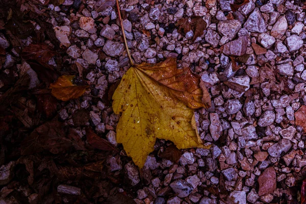 Верхний Вид Сухой Лист Мокрой Земле Дневном Свете Осенью Идеально — стоковое фото