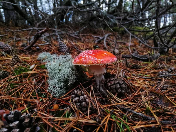 Tiro Close Cogumelos Agáricos Floresta Stilo Polônia — Fotografia de Stock