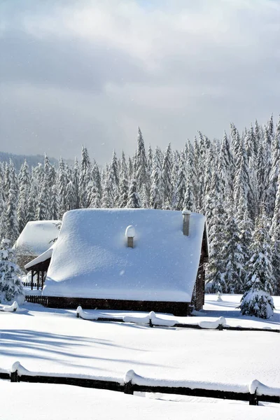 Praid Rumunia Grudnia 2019 Krajobraz Zimowy Domkiem Pobliżu Sosen Pokrytych — Zdjęcie stockowe