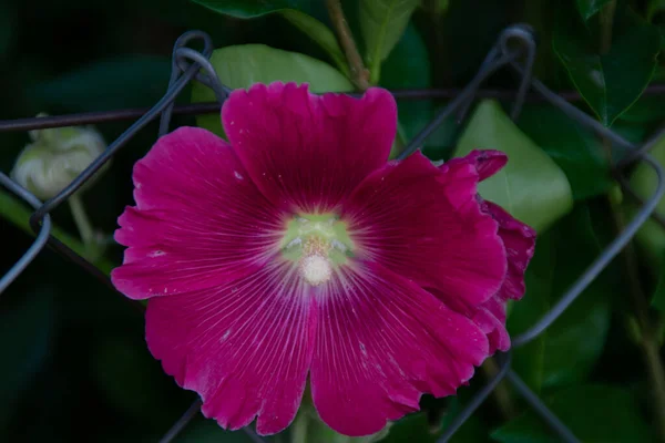 Primer Plano Una Flor Malva — Foto de Stock