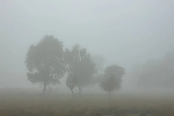 Starker Nebel Bei Sonnenaufgang Der Moorlandschaft Mit Drei Abnehmenden Bäumen — Stockfoto