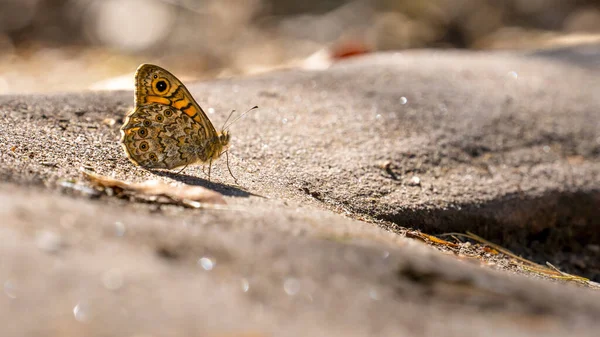 Färgglada Fjärilar Waldbrettspiel Pararge Aegeria Sittande Klippa — Stockfoto