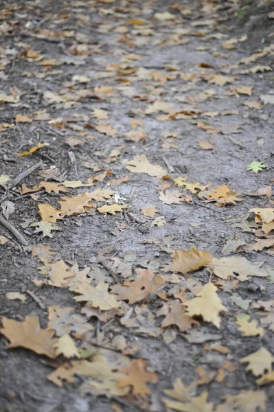 Vertical Shot Fallen Oak Leaves Trail Forest — Stock Photo, Image