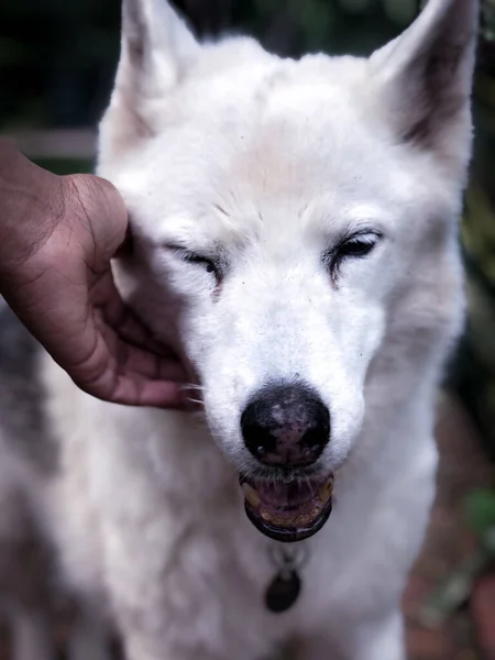 Vertical Shot Man Hand Patting White Siberian Husky — Stock Photo, Image