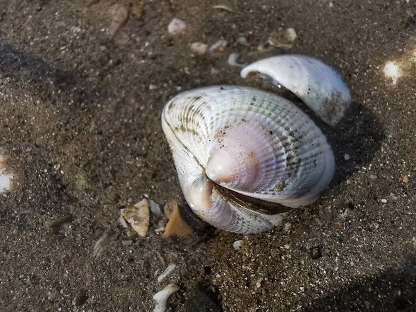 ビーチで貝殻のクローズアップショット — ストック写真
